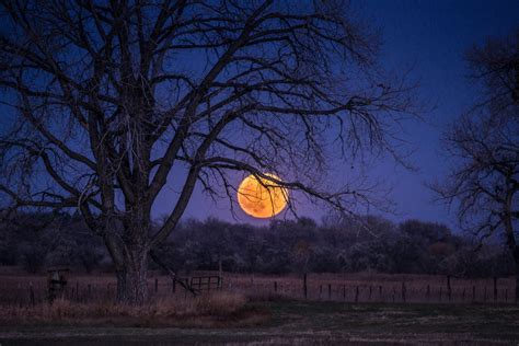The Field Field Tree Night Blue Sky Moon Full Moon Hd