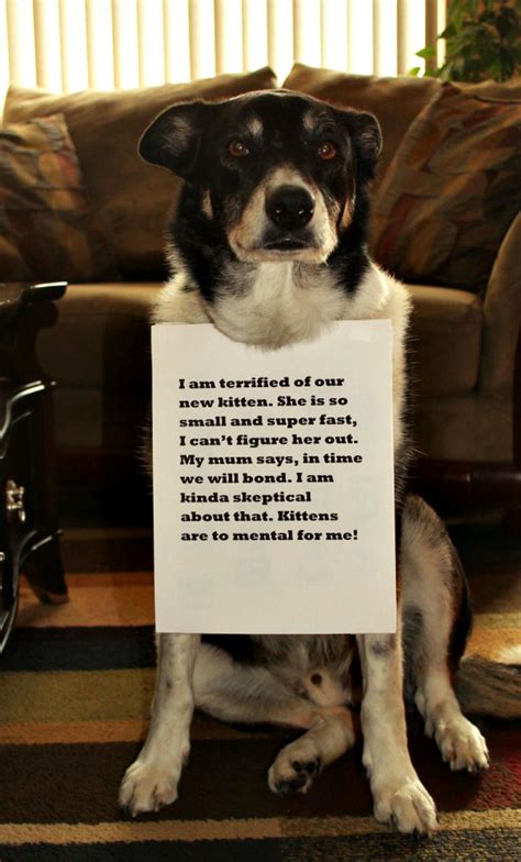Hilarious Dog Shaming Cbs News