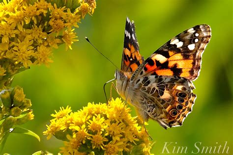 A Spectacular Painted Lady Butterfly Irruption Happening Right Now