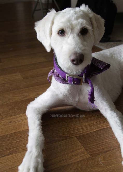 Goldendoodle Haircuts That Will Make You Swoon