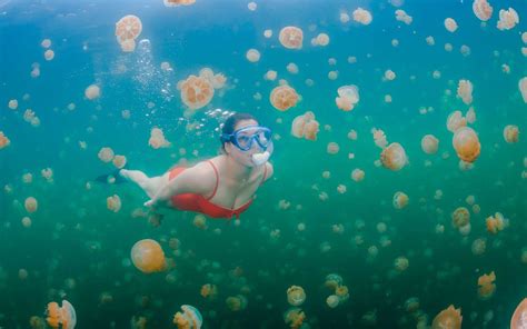 Palau S Famous Jellyfish Lake Has Finally Reopened And Yes You Can