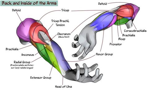 The Arm And Wrist Muscles Are Labeled In Different Colors Including