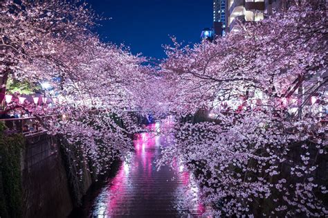 Meguro River Cherry Blossoms 2019 Japan Travel Guide Jw
