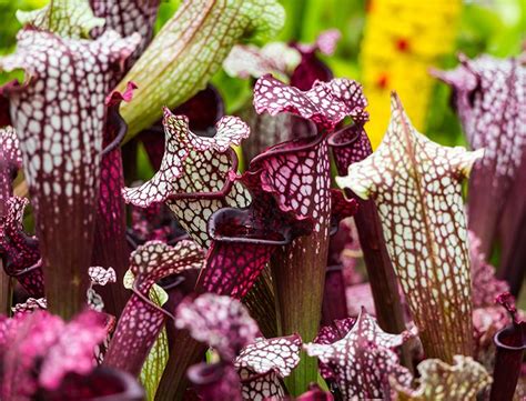 Purple Pitcher Plant Guide How To Grow And Care For “sarracenia Purpurea