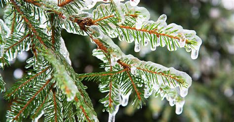 How To Protect And Winterize Your Trees This Winter Blackhawk