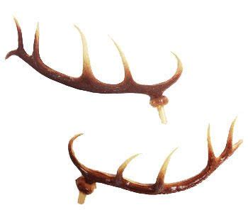 This is the new ebay. Cuckoo Deer Antlers - Clockworks : Clockworks