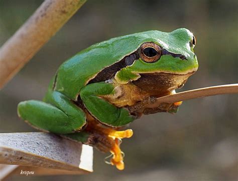 European Tree Frog Greek Nature Encyclopedia