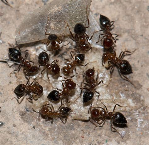 Ant Identification How To Identify Different Ants Ants Types Of Ants Terminix