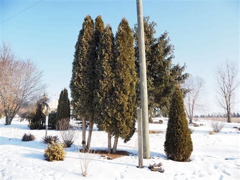 Thuja Occidentalis Pyramidalis 12022 Pyramidal Arborvit Flickr