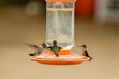 Does Sugar Water For Hummingbirds Go Bad The Truth Hummingbirds Info