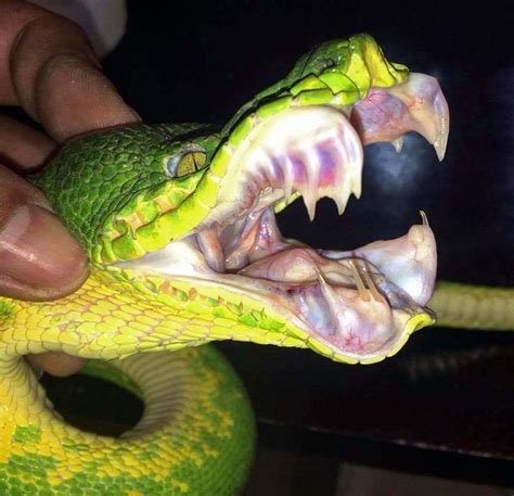 The Bared Teeth Of An Emerald Tree Boa Snake Emerald Tree Boa