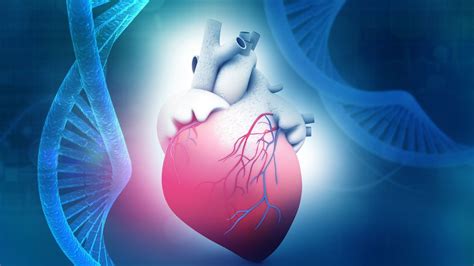 Scientists Discover Anti Aging Gene That Rewinds Heart Age R