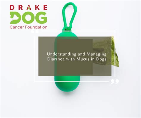 Understanding And Managing Diarrhea With Mucus In Dogs Drake Dog