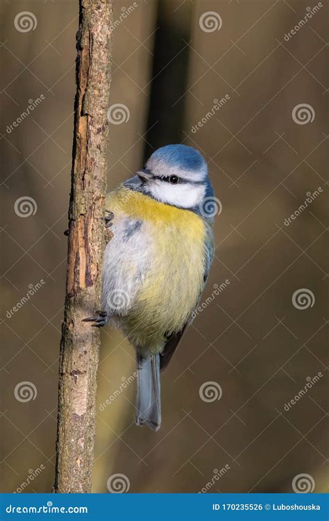 Eurasian Blue Tit Cyanistes Caeruleus It Is A Small Passerine Bird