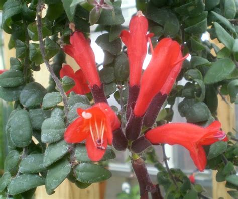 Lipstick plants have gorgeous red flowers which resemble red lipstick emerging from a maroon base. Plants are the Strangest People: List: Houseplants That Have Red Flowers