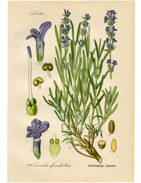 Vintage European Lavender Botanical Print The Graphics Fairy