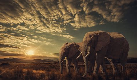 Download Landscape Sunrise Sky Savannah Animal African Bush Elephant Hd