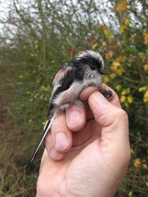 Long Tail Tit A Lovely Feisty Little British Bird That Creates The Most Incredible Nest Little