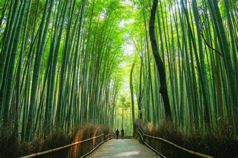 5 Top Trails Hike Your Way Round Japans Numerous Natural Wonders Cityam