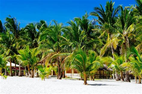 Rural Tropical White Sand Beach With Coconut Palms Stock Photo Image