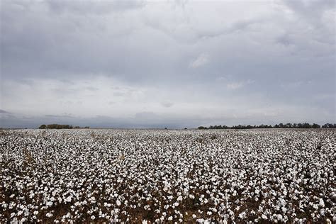 Growing Cotton In Kansas Kansas Living Magazine