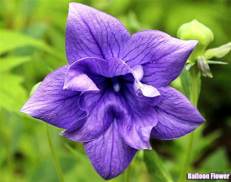 25 Pretty Purple Flowers Tall And Small Purple Flower Plants