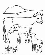 Coloring Pages Cows Animal Print sketch template