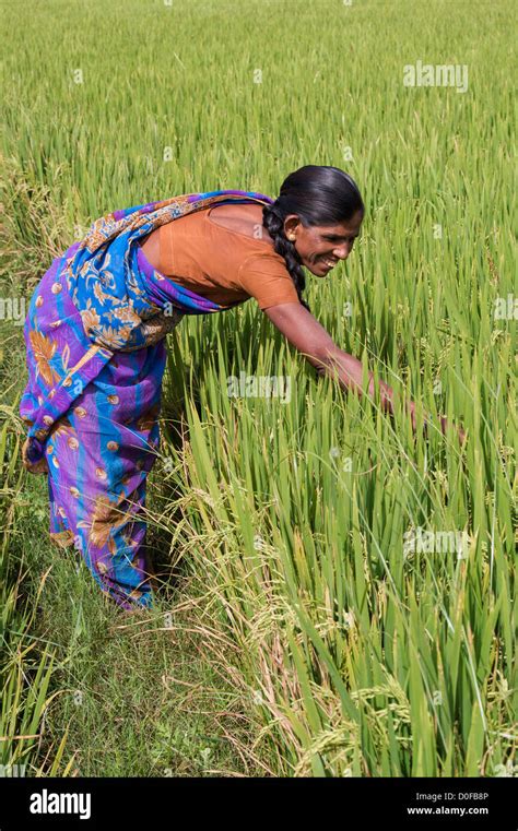 India Woman Farming Stock Photos And India Woman Farming Stock Images Alamy