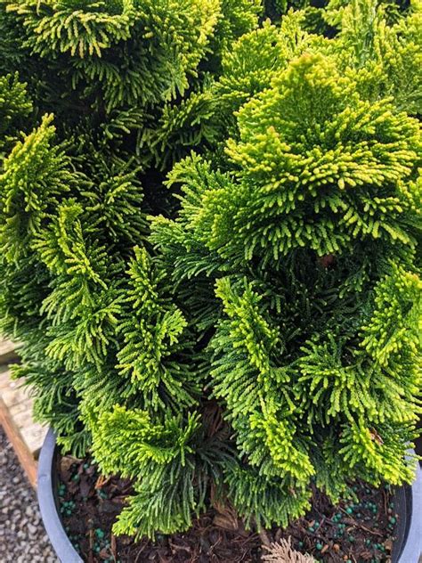 Photo Of The Leaves Of Golden Dwarf Hinoki Cypress Chamaecyparis