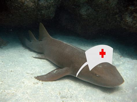 Shark Fact Friday 15 Nurse Shark Oceana Usa