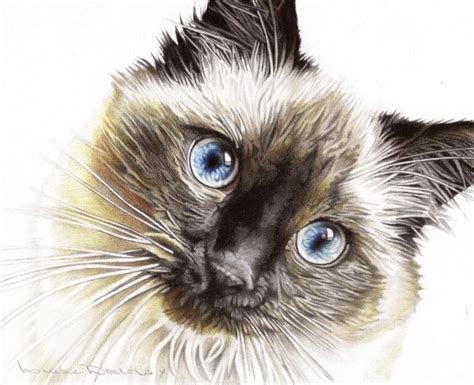 My Pencil Portrait Of A Beautiful Ragdoll Cat Called Nina Hand Drawn