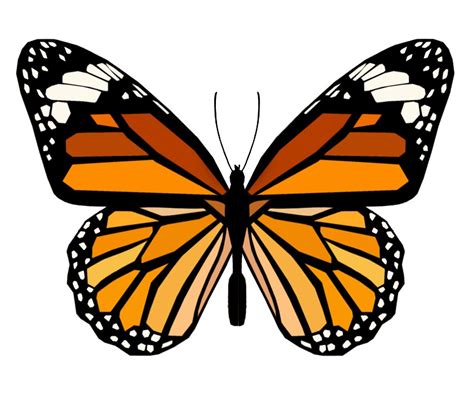 Download Monarch Butterfly Cartoon Royalty Free Stock Illustration Image Pixabay