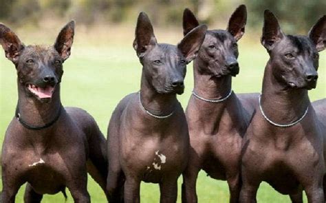 This is xoloscuintles by binary pictures on vimeo, the home for high quality videos and the people who love them. All About Xoloitzcuintli Dog Breed - Origin, Behavior ...