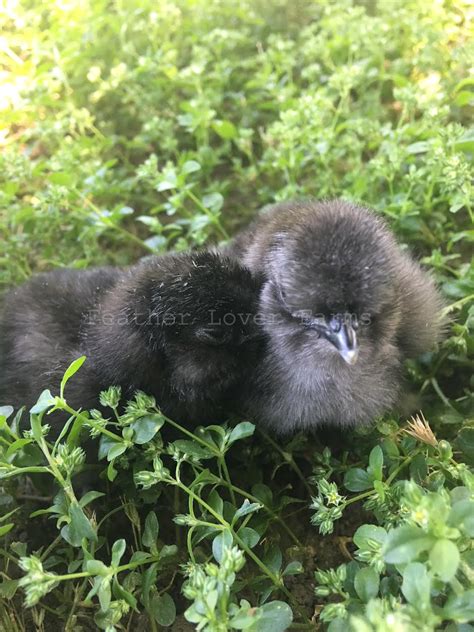 Silkie Chickens For Sale 6 10 Weeks Old Feather Lover Farms