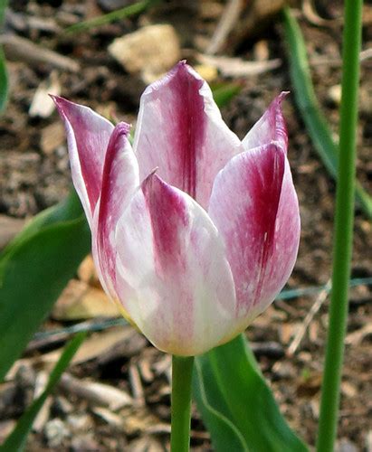 Tulip Mount Vernon Gardens Img8598 George Washingtons Flickr