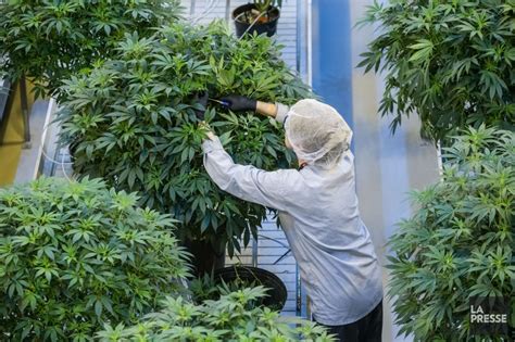 Cannabis Canopy Et Couche Tard Concluent Une Entente La Presse