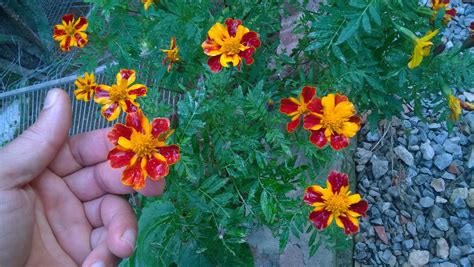 How To Grow Marigolds Growing Marigolds Planting Herbs Aromatic Plant