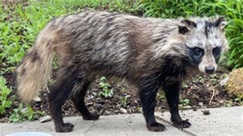 Raccoon Dog Regrettably And Avoidably Destroyed Says Wildlife Body