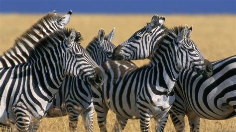 Zebra Full Hd Wallpaper And Background Image 1920x1080 Id277069