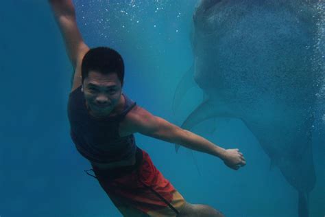A Refreshing Morning With The Whale Sharks Of Tan Awan Oslob