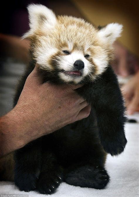 Memphis Zoo Asking The Public To Name 12 Week Old Red Panda Red Panda