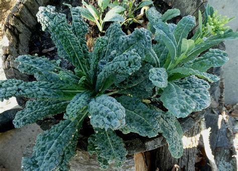 Brassicas Plant Care And Collection Of Varieties
