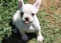 French bulldog puppy for sale in houston, tx, usa. French Bulldog puppies for a good home for Sale in Milwaukee, Wisconsin Classified ...