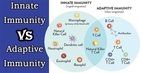 Acquired immunity, also called adaptive immunity, is a learned immune response to a specific foreign invader. Immune System: All you need to know - Genefitletics