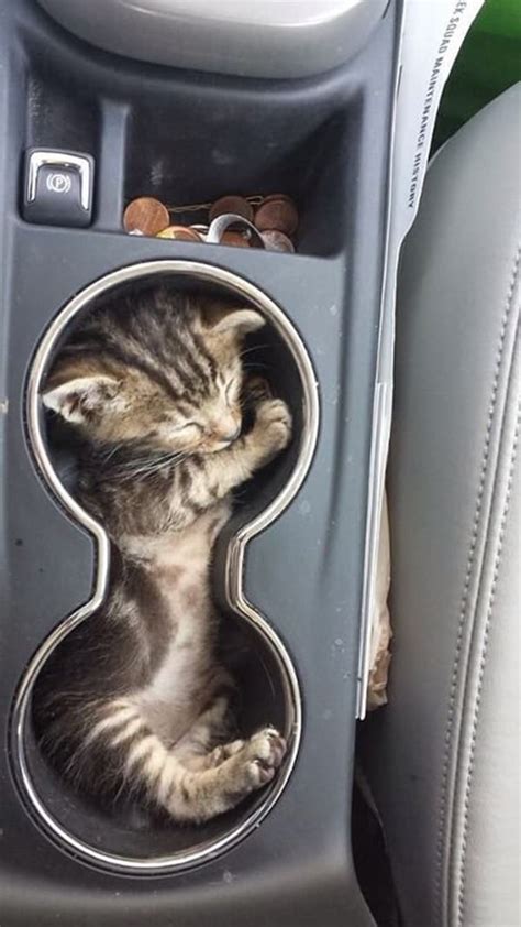 30 Funny Pictures Of Cats Can Fit Anywhere