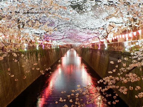Cherry Blossom Tokyo Japan Beautiful Places Cherry Blossoms On The