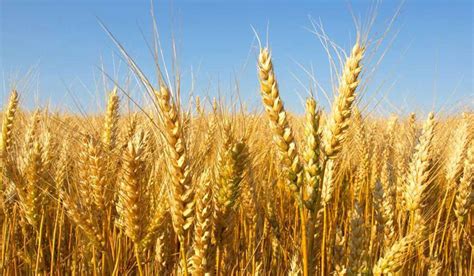 برنامج تسميد القمح بطريقة الري الغمر - Smart land