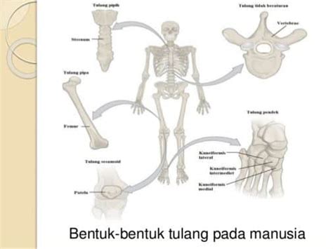 Bentuk Bentuk Tulang Dan Contohnya