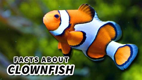 Clownfish Facts The Fish From Finding Nemo Sort Of 🐠 Youtube