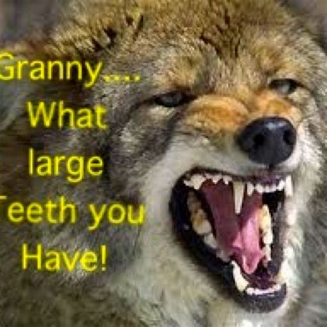 Funny Grandmawolfs Funny Wolf Funny Grandma Foxes Haha Hilarious